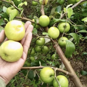 Cây Táo Đại Mật