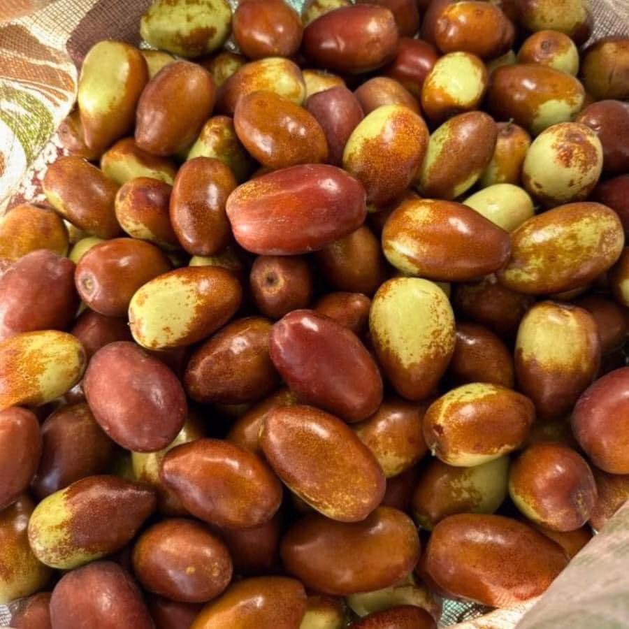 Cây Táo Tàu GA 866