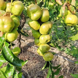 Cây Táo Tàu Panzao