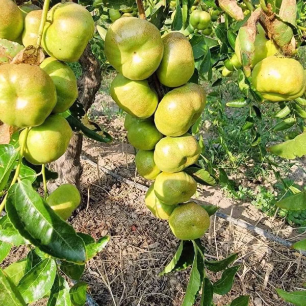 Cây Táo Tàu Panzao