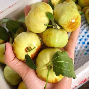 Cây Táo Tàu Panzao