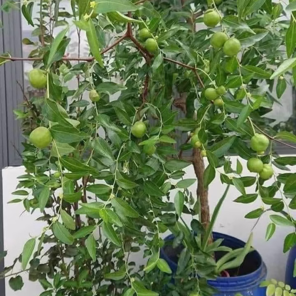 Cây Táo Tàu Panzao