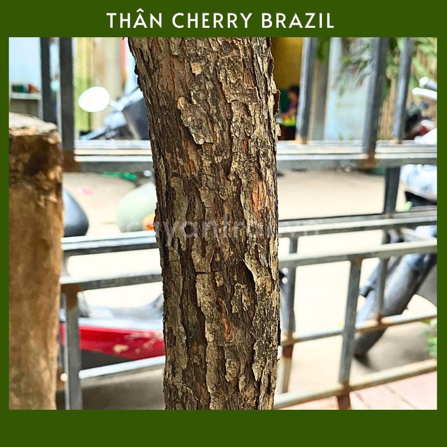 Cây Cherry Brazil