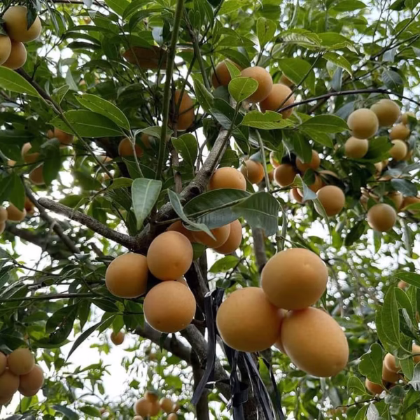 Cây Thanh Trà Ngọt