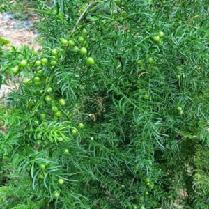 Cây Thiên Môn Chùm (Shatavari)