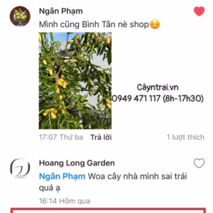 Cây Táo Tàu Tiger Tooth