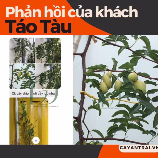 Cây Táo Tàu Tiger Tooth