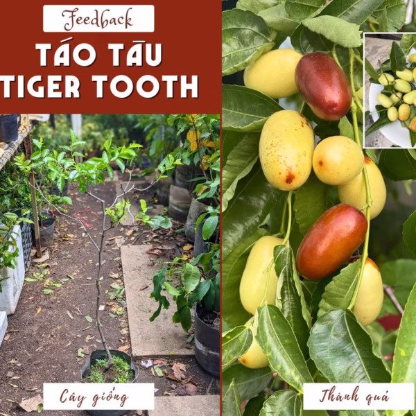 Cây Táo Tàu Tiger Tooth