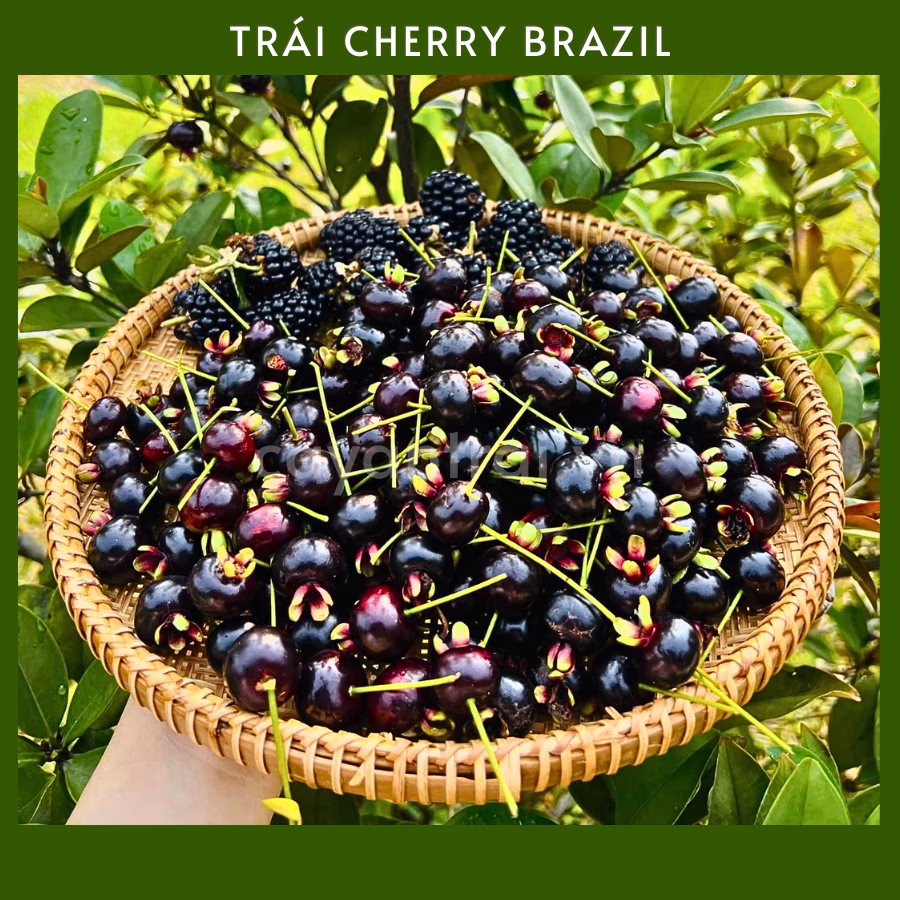 Cây Cherry Brazil
