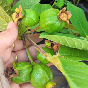 Cây Ổi Nữ Hoàng