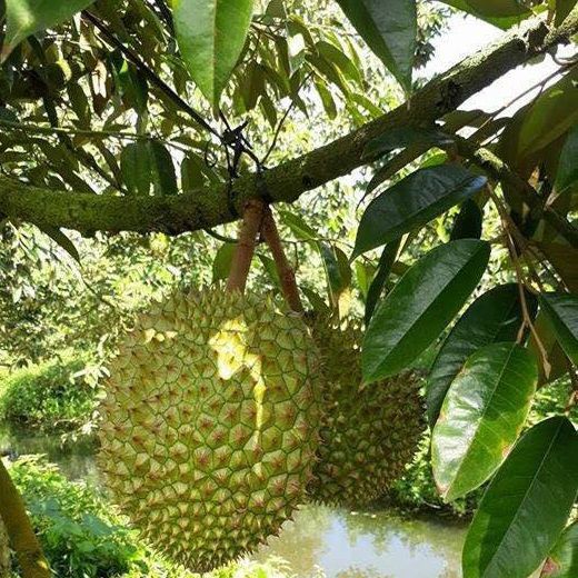 Trái Sầu Riêng Ri 6