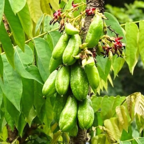 Cây Khế Tàu (Khế Tây)