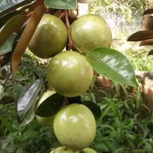 Cây Vú Sữa Lò Rèn