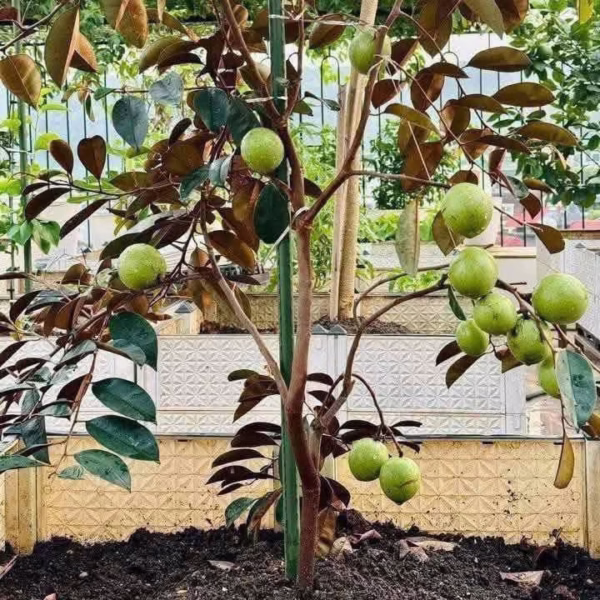 Cây Vú Sữa Lò Rèn