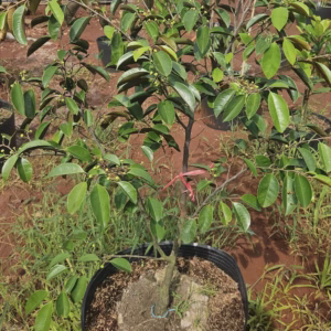Cây Vú Sữa Lò Rèn