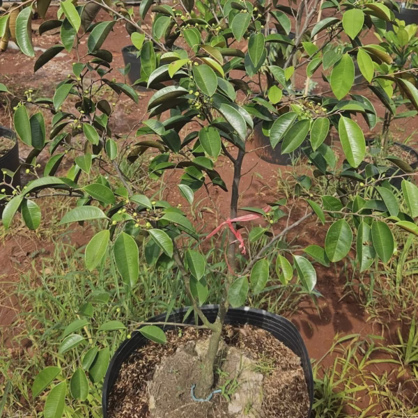 Cây Vú Sữa Lò Rèn