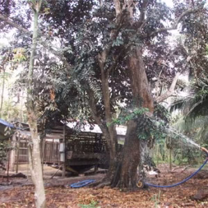 Cây Vú Sữa Lò Rèn