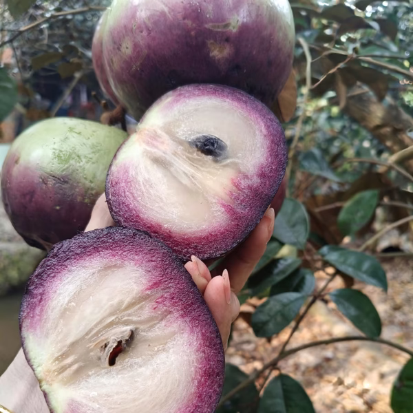 Cây Vú Sữa Mica