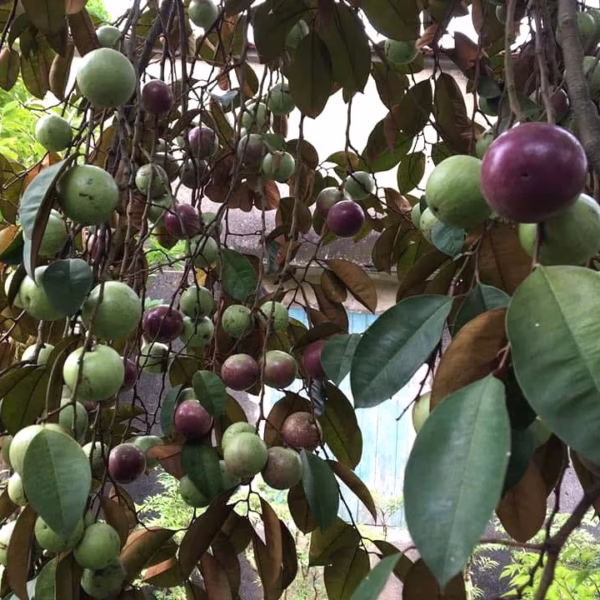 Cây Vú Sữa Mica