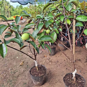 Cây Vú Sữa Mica