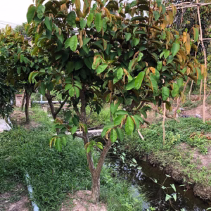 Cây Vú Sữa Mica