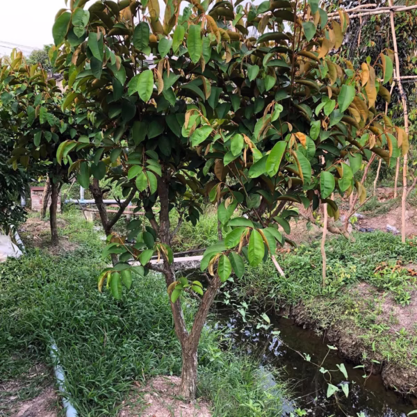 Cây Vú Sữa Mica